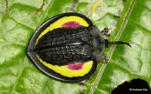 onenicebugperday: Tortoise Beetle, Stolas placida by Andreas Kay