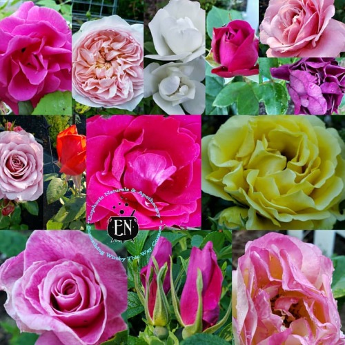 So many roses so little time.Rose, the versatile flower, sacred to Venus and Isis, possess powerfu