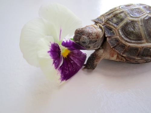 thewhimsyturtle:  November Nostalgia  Back in July, Mommy came across a bunch of pansies while she was out and about.  She picked one just for me!  I was so excited I stuffed my face like there was no tomorrow! 