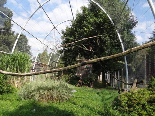 amazingzooenclosures:White-Tailed Sea Eagle Aviary in Śląski Ogród Zoologiczny (source)