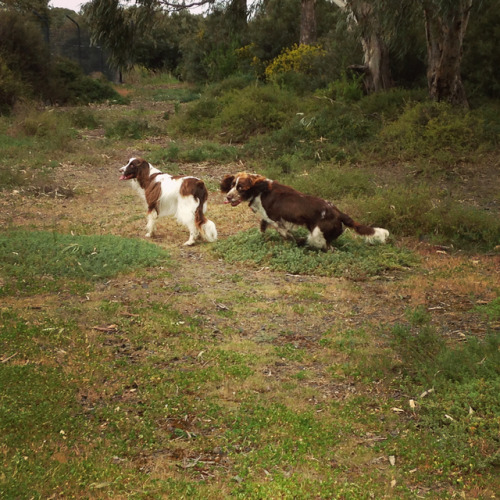 dogs-on-logs:PSA: There are TWO (2) kinds of ENGLISH SPRINGER SPANIELS1. The FLOPPY2. The FLUFFY