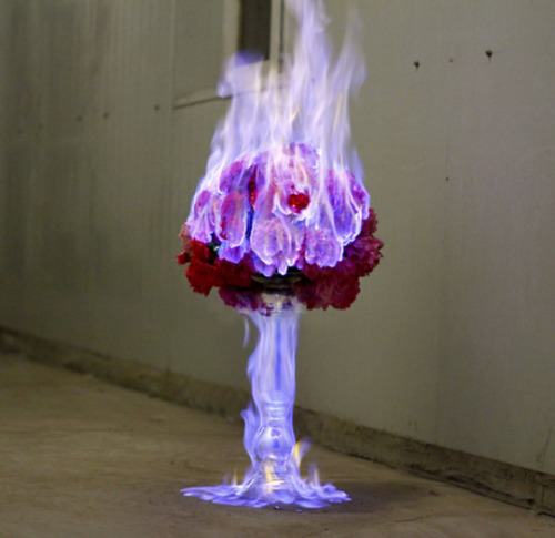 coldcatalyst89:  asylum-art-2:   Beautiful Flowers Engulfed in Flames by 蒋志|Jiangzhi  “Beautiful things and objects themselves will ultimately disappear, but  the beauty itself will live on, as well as love. Perhaps this is what I  am trying to