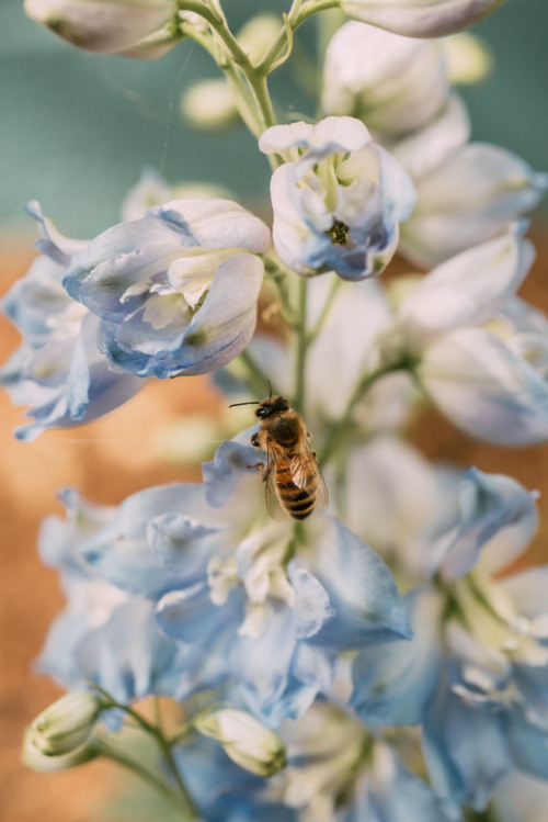 rhiannatruexx: bee on larkspur