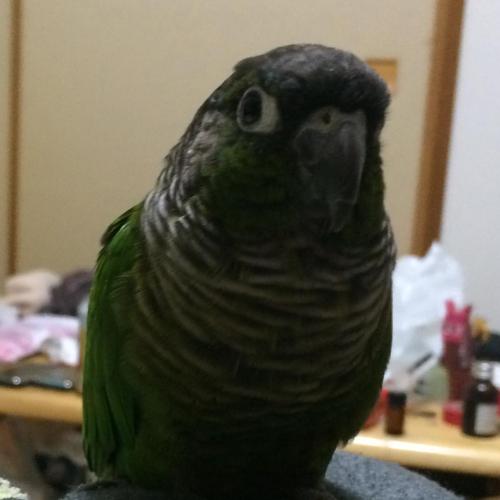 今日のゆず Today’s Yuzu 澄ましてるの！ “I put on airs!”  #conure #mybird #Yuzu #greencheek #ホオミドリアカオ