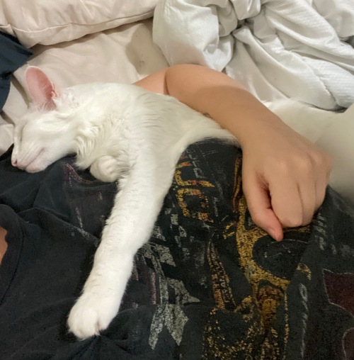 Pangur Is THRILLED That I Have Mono! Her Favourite Thing In The World Is Napping With Me