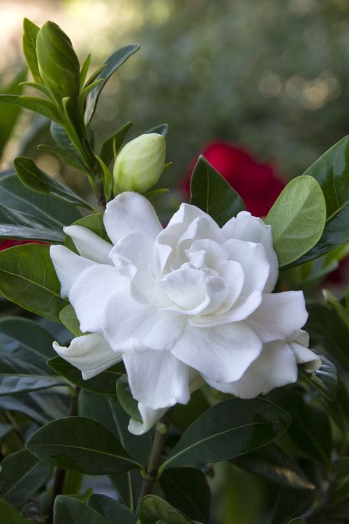 Love Gardenias ❤️
