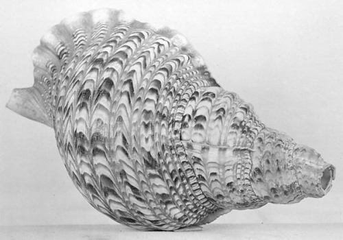 metmuseum: conch shell trumpet, c. late 19th century geography: vanuatu / culture: melanes