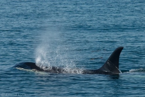 flukeprintphotography:AP3 coming up for a breath. I just love that moment right before a killer whal