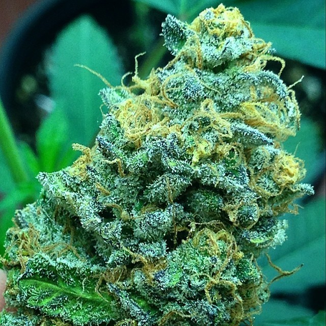 weedporndaily:  White Ape looking like the Grape Ape mom plus the White Widow frost.