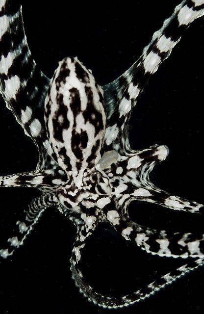 theleoisallinthemind:Mimic octopus by NG Richard