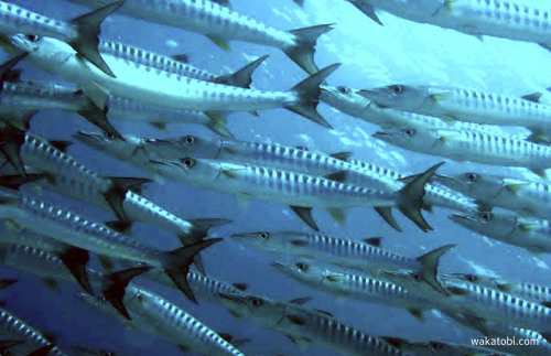 The barracuda is an opportunistic predator, feeding only on other animals in the surrounding water. 