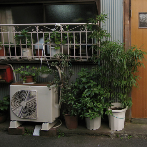 uroko:urban plants