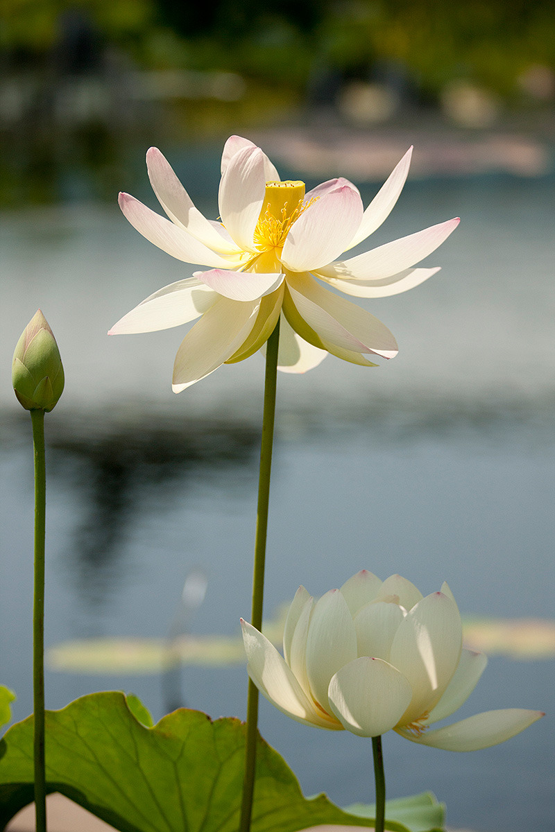 nybg:  The hottest time of year is made a bit cooler by the lotus and water lily