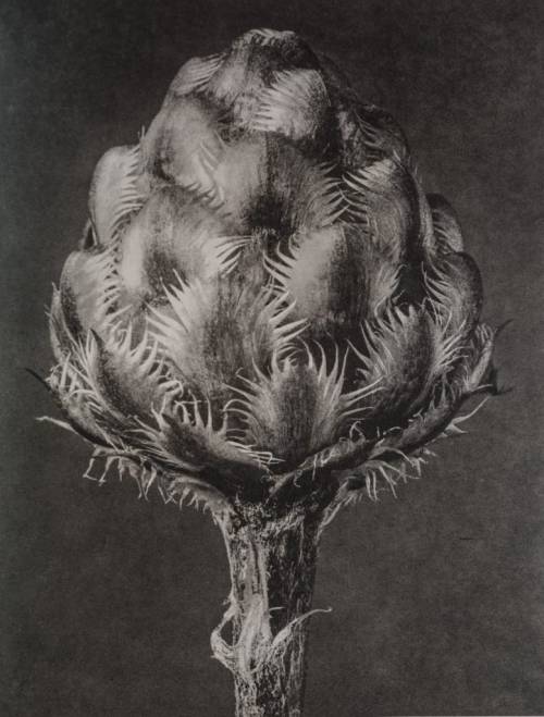 nobrashfestivity:  Karl Blossfeldt, Botanical