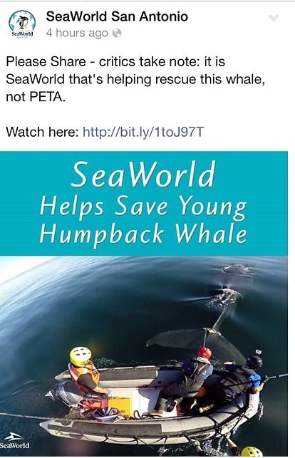 stumpytheorca:  seaworldtruth:  Really SeaWorld!? I can’t believe they had the audacity to put this out there. Actually it was a Monterey Bay whale tour that spotted the humpback first and then alerted the NOAA weeks ago. Not PETA. Not SeaWorld!  