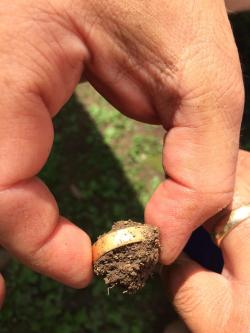 feathercut:  Fifteen years ago, my dad lost his wedding ring and assumed that someone took it. Today, he was planting bamboo and found something shiny in the dirt… (via)