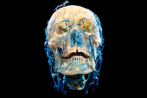 The New Cruelty - James Bareham&ldquo;&hellip;a series of still-life images of preserved human skull