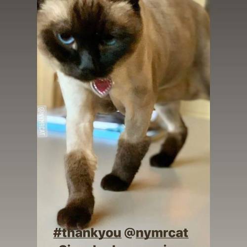 A Gorgeous Siamese Mix Catwith Lion Cut by MrCat.biz #nymrcat #catgrooming #petgrooming www.