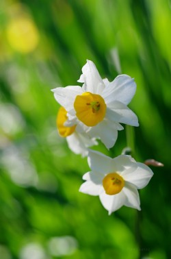uyamt:  水仙（すいせん） Narcissus (Narcissus tazetta