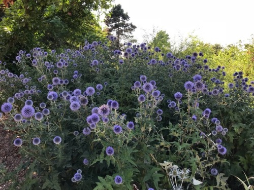 jillraggett:Plant of the DayTuesday 7 August 2018The distinctive round flower heads of Echinops ritr