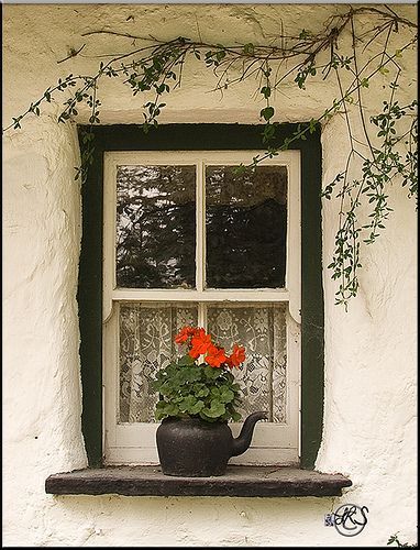 Adore Geraniums.