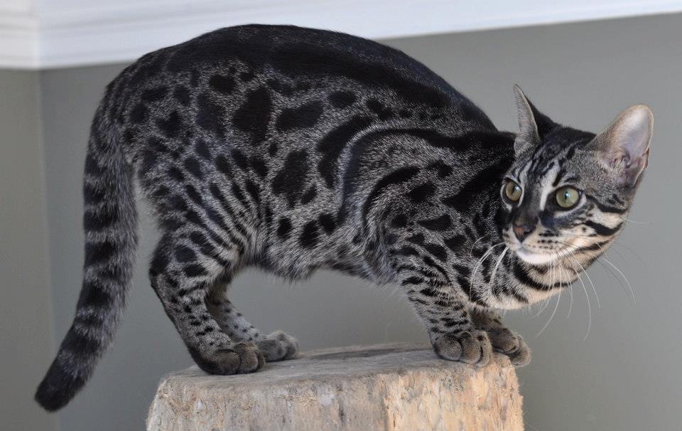 Clouded Tabby