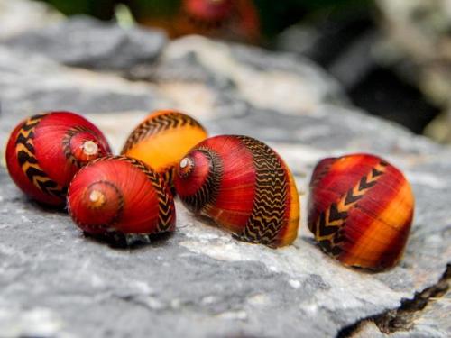 hella-free-space:badis-borenov:“Red racer” nerites are in stock at Aquatic Arts dot com. Aren’t they