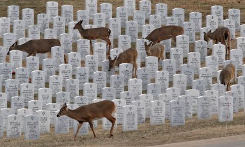 morbidology: Deer foraging for food among the gravestones in Jefferson Barracks National Cemetery. L