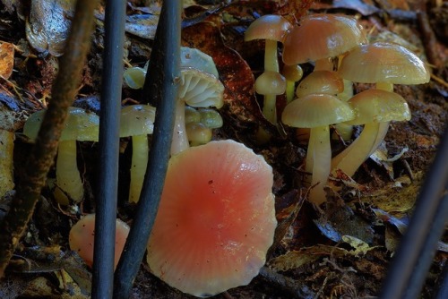 Hygrocybe Graminicolor
