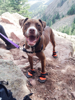 awwww-cute:  He wore his new boots today and was the most popular dog on the trail! 