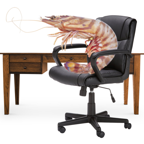 A shrimp sitting in a desk chair, indicating that I have incredibly horrible posture.