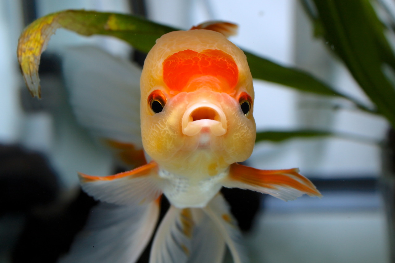 aurulentbubbles:  How does one say “no” to this chubby-cheeked face?