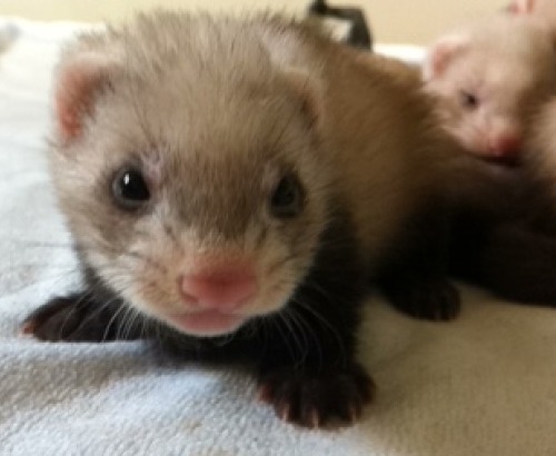 captainkateblr:  So here’s some photos of my baby ferrets.