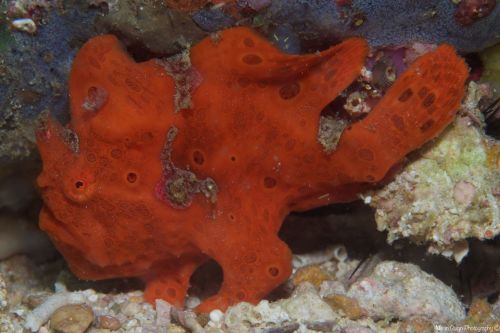 “Aquarium Frogfish”Painted Frogfish (Antennarius pictus) - Malapascua Island, Philippines