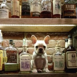 sammiebythemoon:  dreamingofnegev:  skyeeeed:  Yes I’ll have a shot of Jack and one tiny puppy please.  sammiebythemoon  Oh my goodness, too cute! 😍 