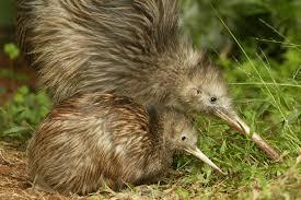 ainawgsd: Kiwi Kiwi or kiwis are flightless adult photos