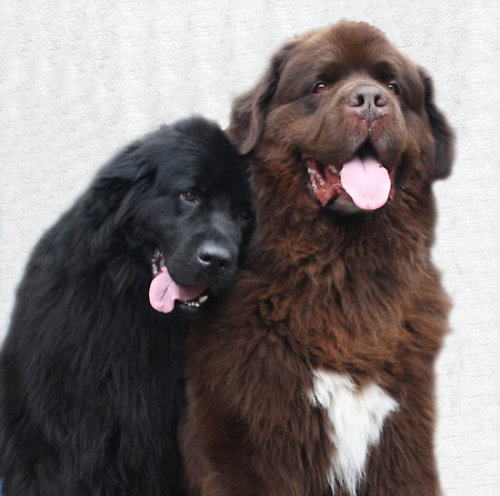 thecutestofthecute:  Newfies are really just big fluffy bears. 