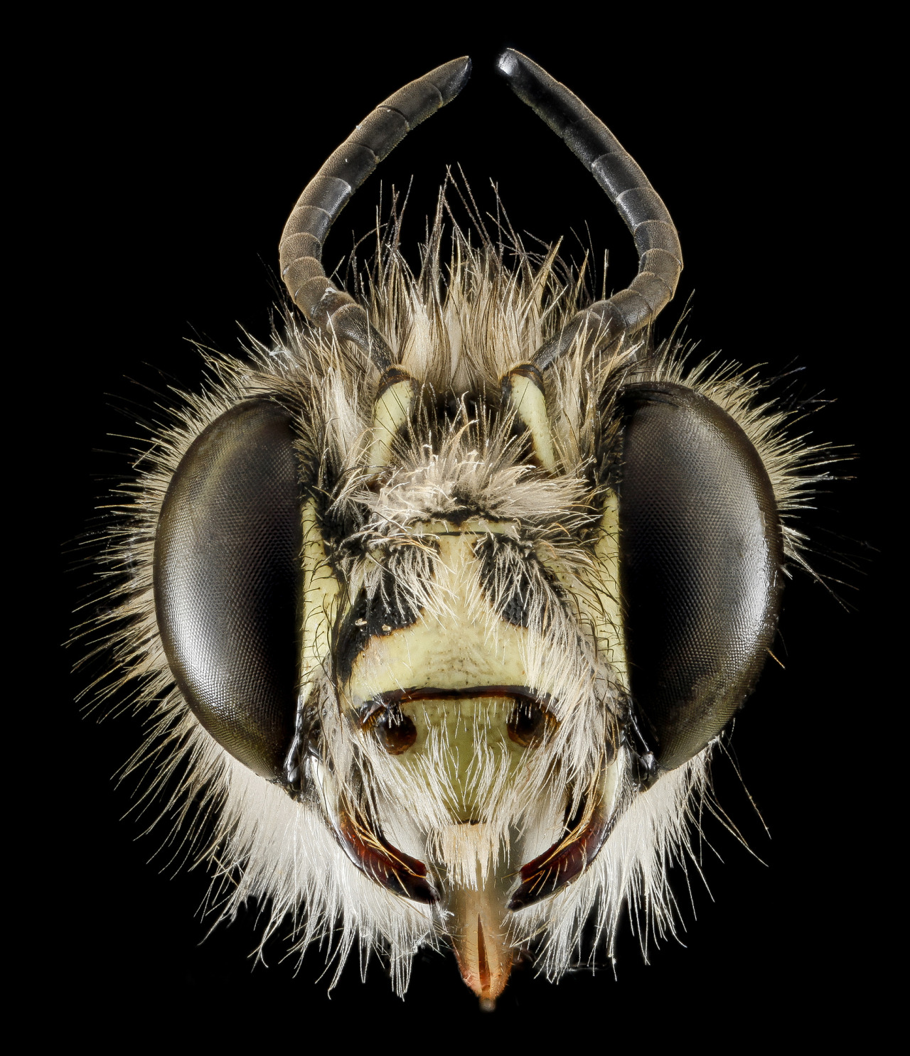 Male of Hairy Footed Flower Bee, Anthophora plumipes, introduced into Maryland from Japan in the 1980s…and now common in the DC region. Photo Sam Droege. (via EOL Images - Encyclopedia of Life/USGS Bee Inventory and Monitoring Lab)