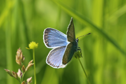 A male Mazarine blue (Cyaniris semiargus)/ Ängsblåvinge.