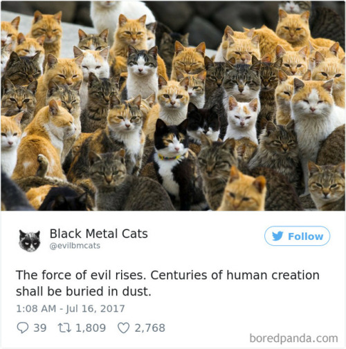 scowlofjustice: probablyacerpgideas: catsbeaversandducks: Twitter Account Pairs Cat Pics With Metal 