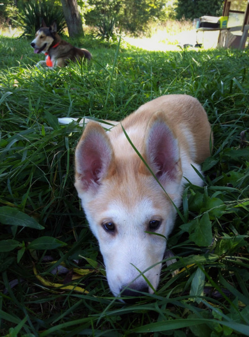 Sweet Saffron is the happiest little lady. Her tail is always wagging. She’s also the laziest and sl