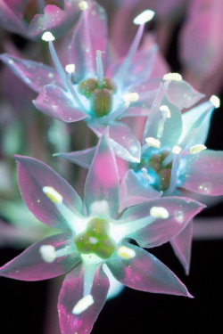 conspectusargosy:Final magnification level of these little flowers.Look at how the stamen glow!