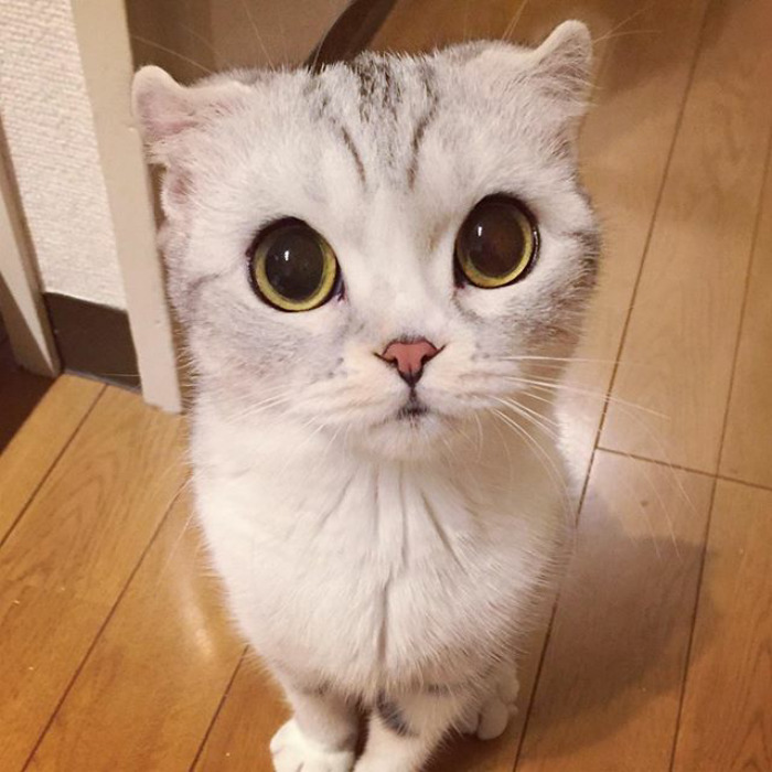 culturenlifestyle: Instagram Is Obsessed With This Adorable Kitty With Huge Eyes