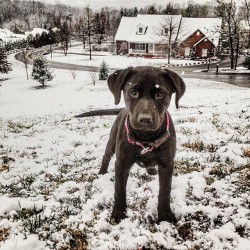 Southernshirtco:  Bella’s First Time In The Snow. She’s Not Sure What To Think