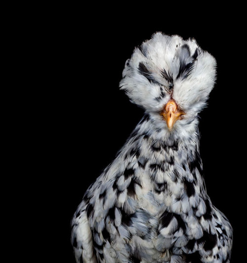 ‘Animalia’ Photo Series by Ernest Goh.(via The Astonishing 'Animalia’ Photo Series