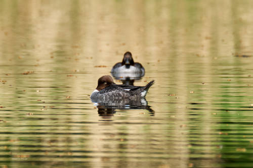 And the last one in the “floating-duck-series”;-): some female goldeneyes