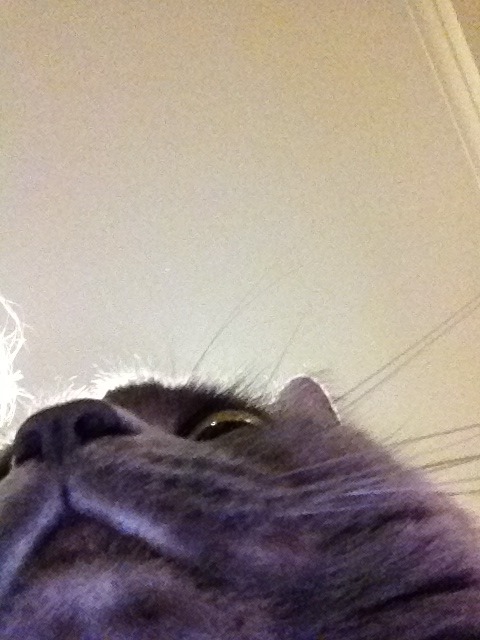 glasscatfigurine:  grassfire:  cats taking selfies: a pictorial.  bless this cat
