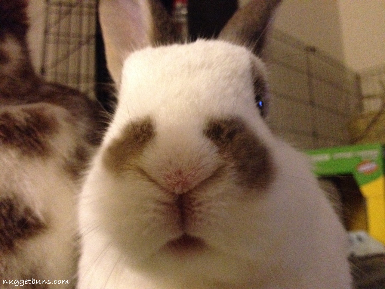 nuggetbuns:  Up close and personal. 