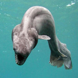 anubisfang:  Frilled Sharks (AKA sea dragons) 