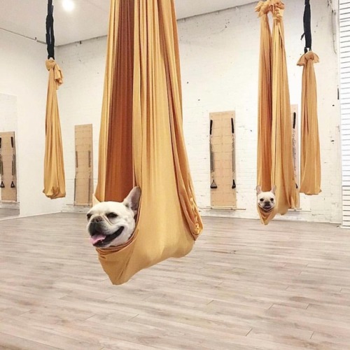 I wish I could be as relaxed as these two frenchies in their yoga hammocks. #savasana Photo: @wtfren